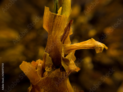 Fotografie Close-up abstract texture of dry organic bracts and withered botanical details