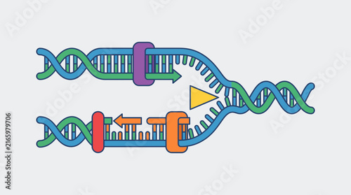 Photography DNA Replication Fork Separating Two Parental Strands Apart