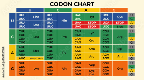 Fotografía Codon Chart Mapping Genetic Triplets To Amino Acids