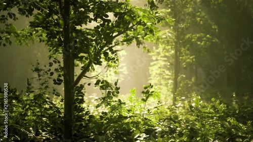 Golden Belgian beechwood sunbeams illuminating dappled leaves and trunks warm glow creates lensfriendly contrast, textured bark, scattered light pockets