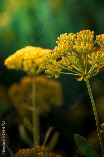 Cuadro en lienzo Close-up shot of blooming yellow umbel flowers on green stems with soft backgrou