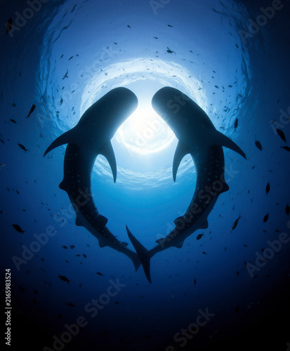 tiburón ballena, dos tiburones ballena, vida marina, océano, mar, fauna marina, animal marino, peces, cardumen, banco de peces, ecosistema marino, biodiversidad, naturaleza, vida silvestre, conservaci