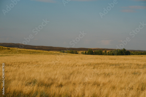 Fototapeta kuchenna Endless dry grassy plain and rolling hills in East Kazakhstan region