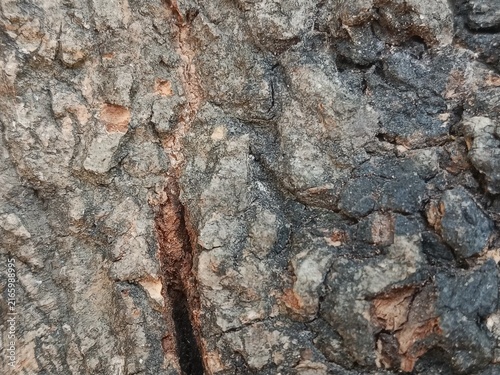large tree bark texture, with 3D rendering and background materials.