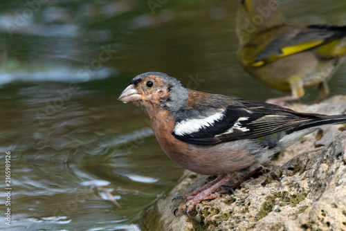 Fotografía Pinzón vulgar macho (Fringilla coelebs) bebiendo agua y al mismo tiempo disfruta