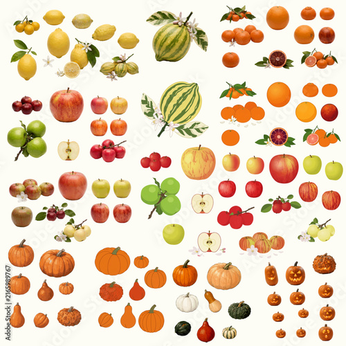 Large collection of autumn harvest elements including apples, lemons, oranges, mandarins, citrus fruits, pumpkins, gourds and Halloween pumpkins.