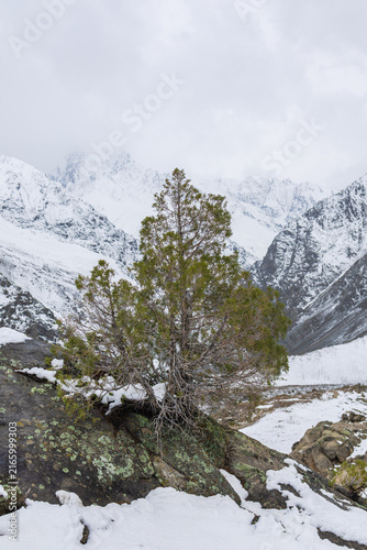 Foto A solitary green tree growing from a snow-covered boulder against a vast backdro
