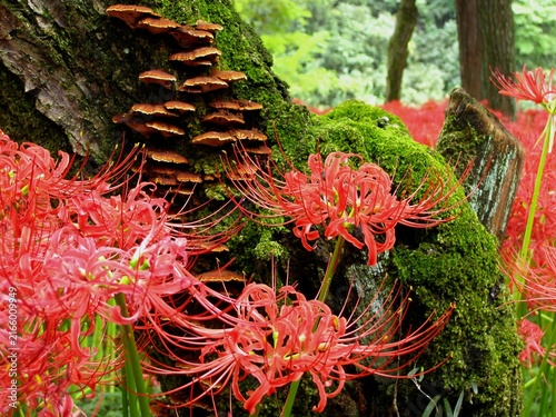 Photography Red Spider Lilies and Mossy Tree Trunk with Bracket Fungi