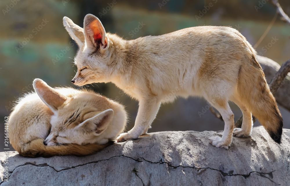 Obraz premium A pair of fennec foxes are happily enjoying the afternoon sun, one sleeping while the other quietly keeps company.