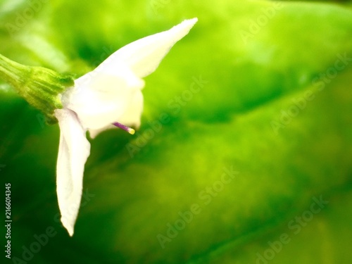 Delicate small white flowers with purple-tipped stamens against a backdrop of soft-looking green foliage.
