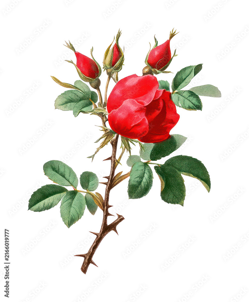 Obraz premium PNG Vintage botanical illustration of red rose and buds.
