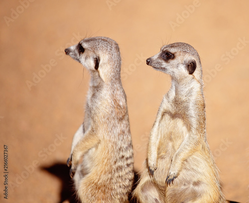 Obraz na płótnie Cute And Inquisitive Meerkats