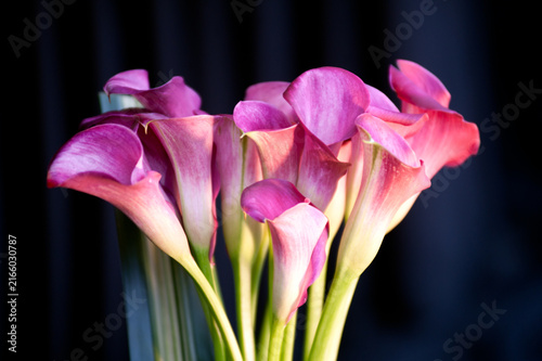 Fotografie Bouquest of calla lilies