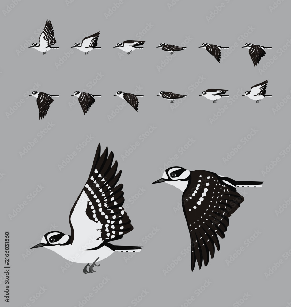 Naklejka premium Downy Woodpecker Flying Animation Sequence Cartoon Vector