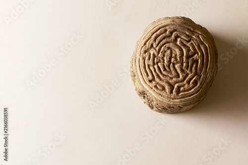 Tree stump with growth rings forming a maze surreal nature concept