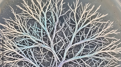 Konstfotografi Macro view of branching microbial colony in a petri dish
