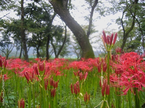 Photography Red Spider Lily Buds with Water Droplets in Autumn Landscape