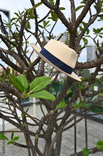 Fotografie A Panama hat left hanging on the branches of a frangipani tree on the rooftop of