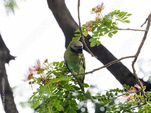 Parrots that still live in the wild in Thailand
