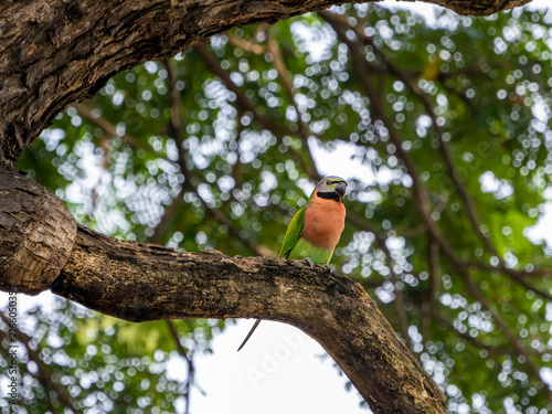 Parrots that still live in the wild in Thailand