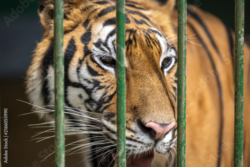 Foto Close up portrait of an endangered tiger behind green metal cage bars in captivity highlighting animal welfare, wildlife conservation awareness, and zoo confinement concepts