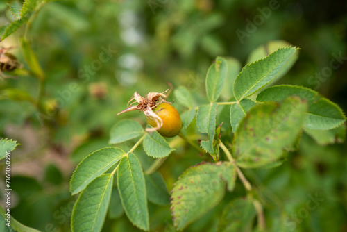 фотографія Unripe Yellow-Green Rose Hip (Rosa canina) on Plant, Botanical Close-Up, Develop