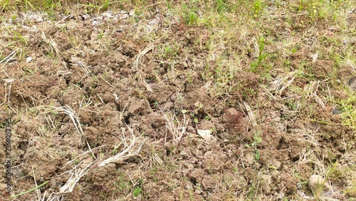 Close-up of a tilled soil and ground surface with dry grass remnants. Concept of agriculture, farming, gardening, earth texture, and natural environment background.