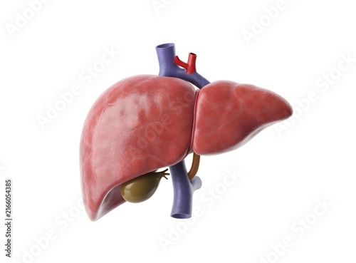 Anatomical 3D model of human liver with blood vessels isolated on white. Healthcare medicine and internal organ concept. Healthy liver displaying hepatic veins and gallbladder
