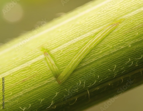 Climbing Vine Tendril Surface Featuring Fibrous Texture Forming Check Mark Shape, Symbolizing Approval and Task Completion