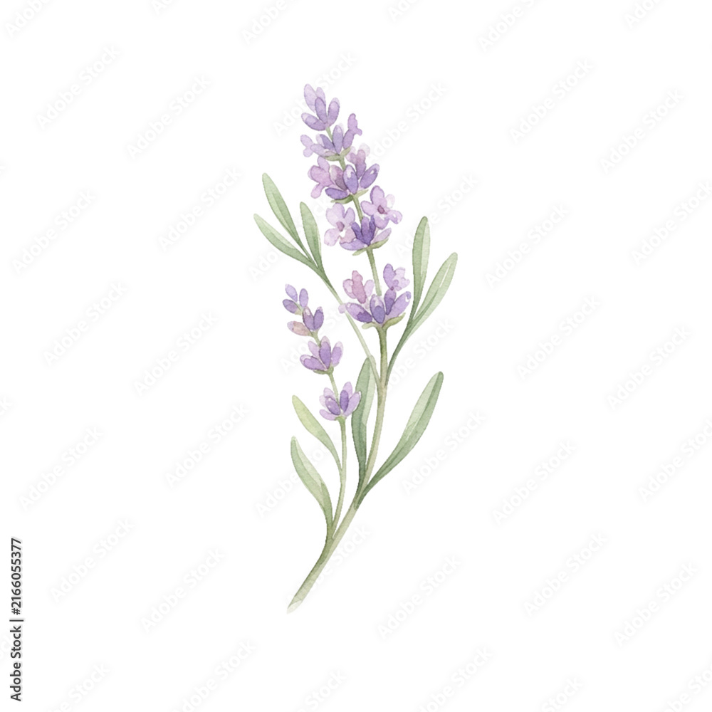 Obraz premium Blooming purple lavender flower stem watercolor illustration