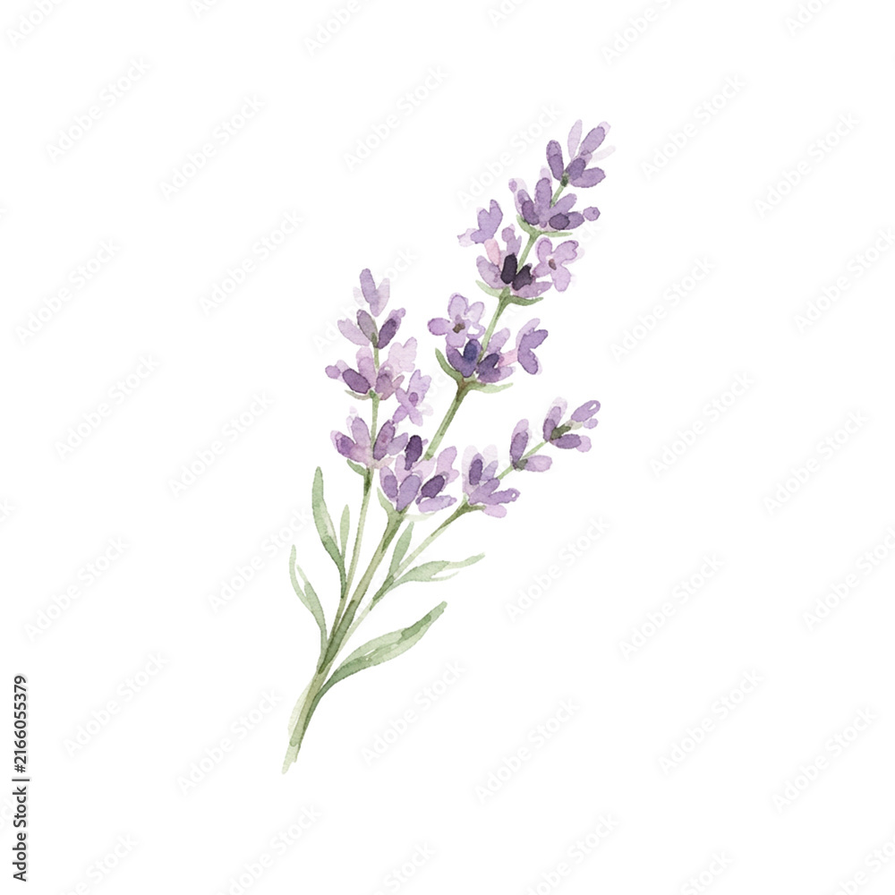 Obraz premium Purple lavender branch with flower buds watercolor illustration