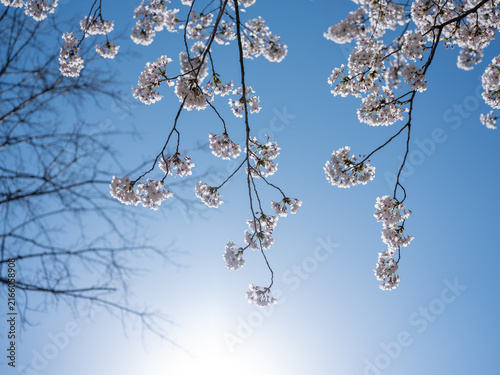 Foto branch of cherry tree