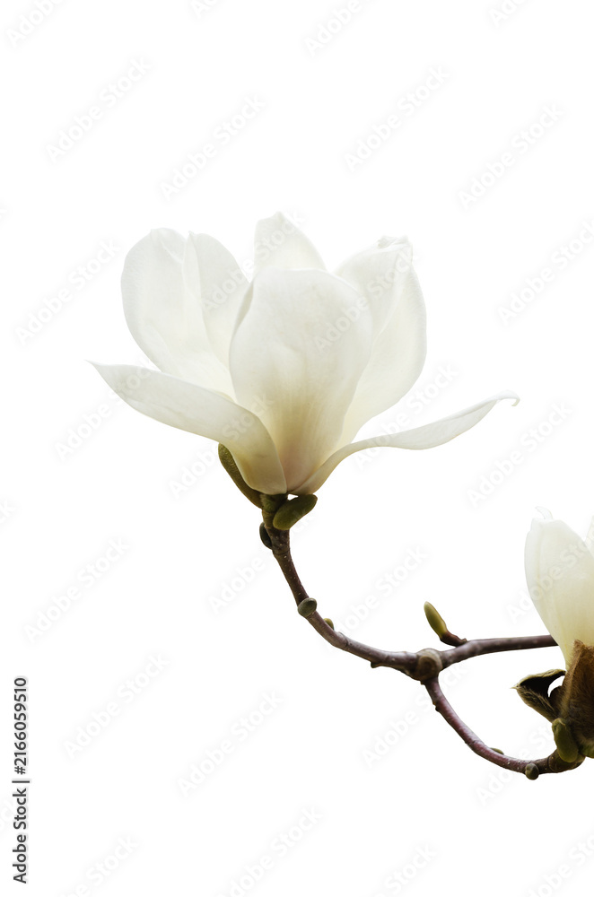 Obraz premium white elegant magnolia flowers isolated on transparent background.