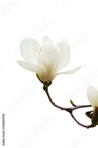 white elegant magnolia flowers isolated on transparent background.