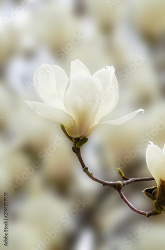 white elegant magnolia flowers with soft sunlight on blur background.