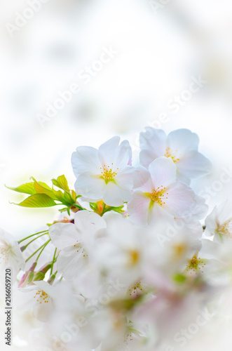 Cherry blossoms with select focus and bokeh background.Romantic pink-white cherry blossoms blooming in tree with copy space.