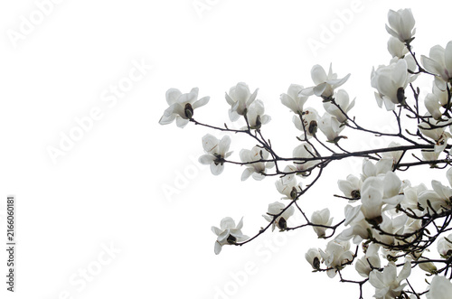 white elegant magnolia flowers isolate on transparent background.