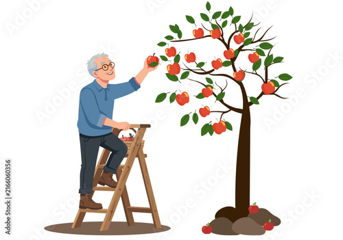 Elderly Man Harvesting Apples on a Ladder Illustration