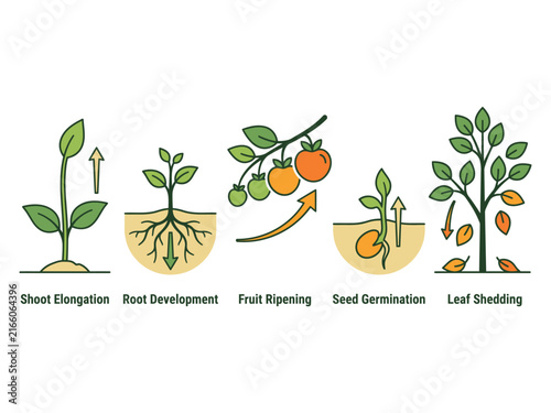 Plant growth stages and life cycle from seed germination to shoot elongation root development fruit ripening and leaf shedding with germination elongation development ripening shedding education