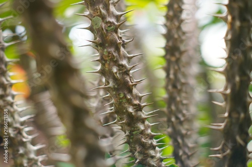 Картината върху платно The trunk of the Crown of Thorns (Euphorbia milii) tree looks unique and abstract when photographed with focus and blur on some of its trunks and the thorns on the tree trunk look very sharp