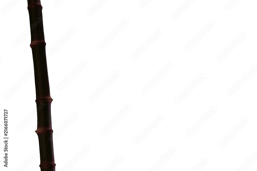 Fototapeta premium Single Bamboo Stalk Isolated on Black Background
