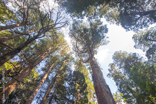 Quadro su tela Skyward view of the big trees at Takachiho, Miyazaki Prefecture, Japan