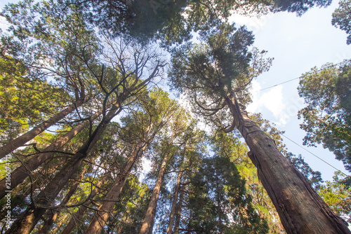 Foto Skyward view of the big trees at Takachiho, Miyazaki Prefecture, Japan