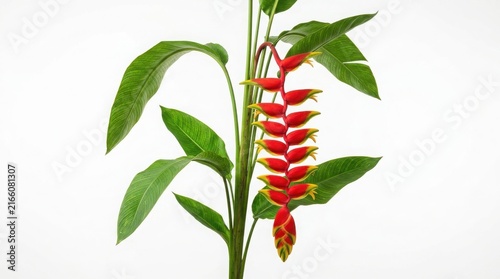 A vibrant red and yellow heliconia rostrata flower, also known as hanging lobster claw, with green leaves isolated on a white background