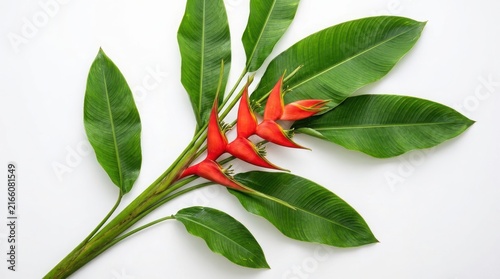 Vibrant heliconia flower with bright red bracts and lush green leaves isolated on a clean white background, for botanical display
