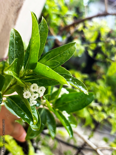Foto Cestrum diurnum  is a king of the day, Day Cestrum, Day-blooming Jessamine, Din ka Raja