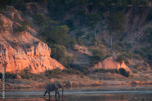 Photography African elephant below Chilojo Cliffs in Gonarezhou National Park, Zimbabwe