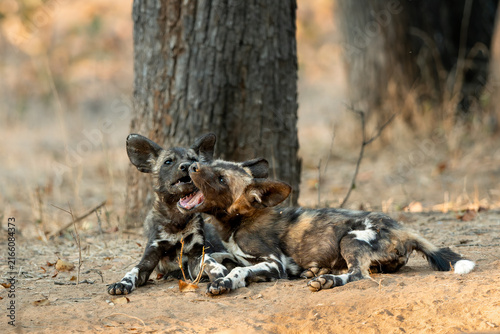 Two African wild dog pups play fighting in the African wilderness
