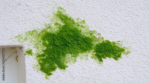 Vibrant green growth covers a textured white exterior surface.