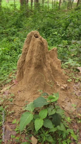 Large Termite Mound in Green Forest, Natural Earthen Insect Nest Surrounded by Vegetation, Tropical Woodland Ecosystem, Wildlife Habitat, Nature, Ecology and Biodiversity